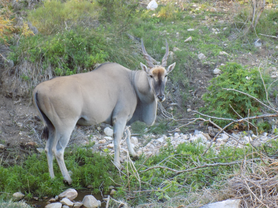 0 Bedroom Property for Sale in Ladismith Western Cape